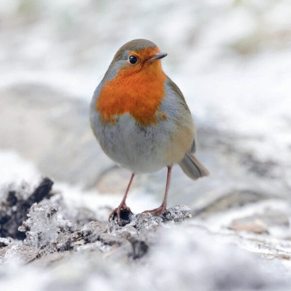 Robin standing on snowy ground facing front looking to the right Christmas cards in aid of The Wildlife Trusts