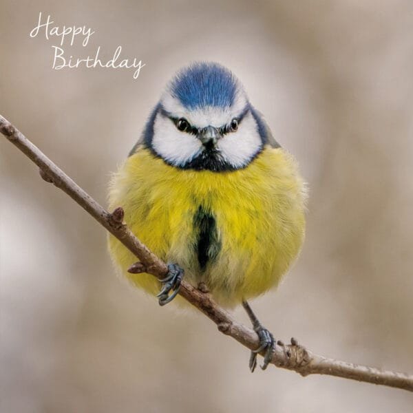 Photograph of a blue tit facing ffront gripping a twig on a beige background with the words Happy Birthday in white on this eco friendly greeting card