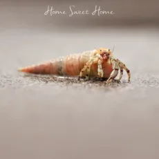 A peachy brown Hermit Crab in a cone shaped shell on a sandy beach with the words Home Sweet Home above greeting card