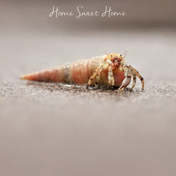 A peachy brown Hermit Crab in a cone shaped shell on a sandy beach with the words Home Sweet Home above greeting card