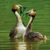 Two great crested grebe swimming together with beakfuls of green algae on an enco friendly card in aid of The Wildlife Trusts
