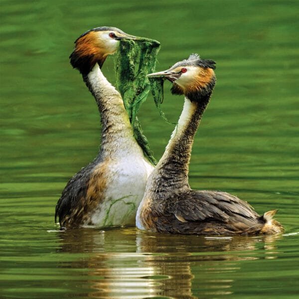 Two great crested grebe swimming together with beakfuls of green algae on an enco friendly card in aid of The Wildlife Trusts