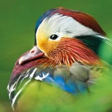 Side view of a Mandaring duck drake facingleft with his colourful breeding plumage on a green background