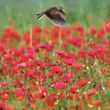 eco friendly blank card from The Wildlife Trusts of a sky lark flying over poppies
