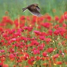 eco friendly blank card from The Wildlife Trusts of a sky lark flying over poppies