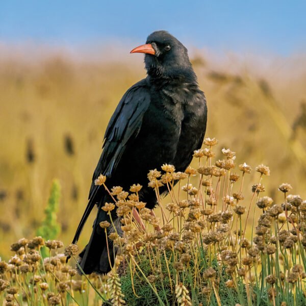 Black Chough bird with red beak facing forward on brown seed heads with a brown and blue background