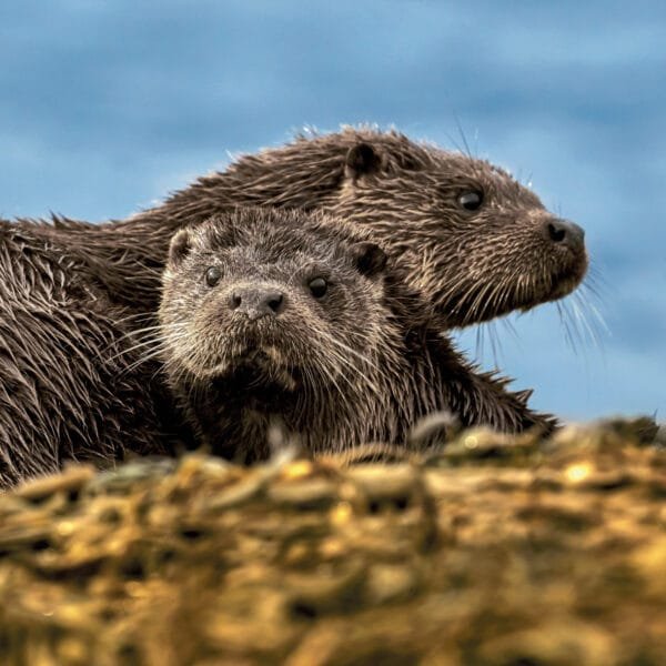 Two wet otters on a shingle bank with the sea n the background, one otter faces the camera while the second is resting its head on the other offer and looking to the right