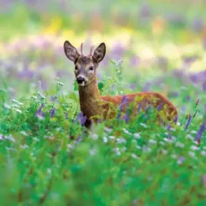 eco-friendly blank card of a Roe Deer from The Wildlife Trusts