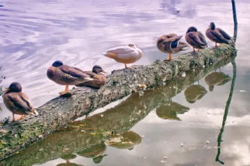 Mallard Ducks sitting on a log above water Image by Foto-RaBe from Pixabay