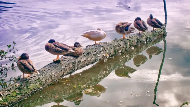 Mallard Ducks sitting on a log above water Image by Foto-RaBe from Pixabay