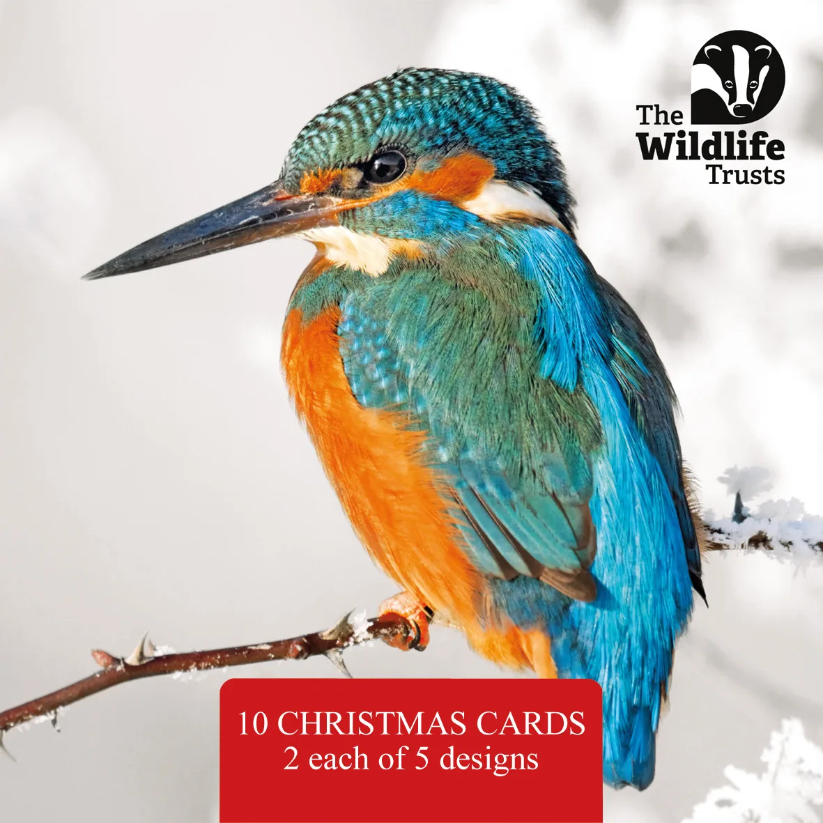 The Wildlife Trusts Mixed photo Wildlife Christmas cards for 2025 with a kingfisher sitting on an icy branch with snow in the background