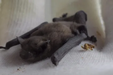Noctule bat on a white gloved hand Image by Aixklusiv from Pixabay